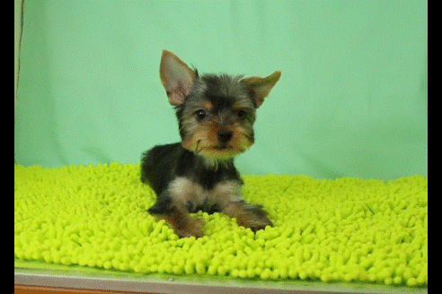 成約済の栃木県のヨークシャーテリア-50551の1枚目